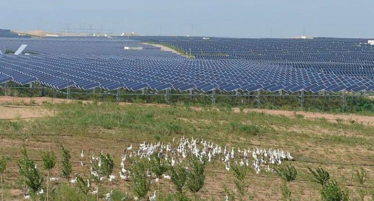 مشروع مزدوج لتوليد الكهرباء من الطاقة الشمسية ويكافح التصحر في الصين